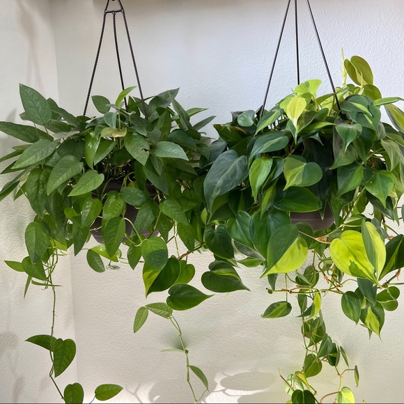 Vining plants bundle (peperomia hope, philo Brasil, marble queen, cebu blue) - Picture 4 of 5